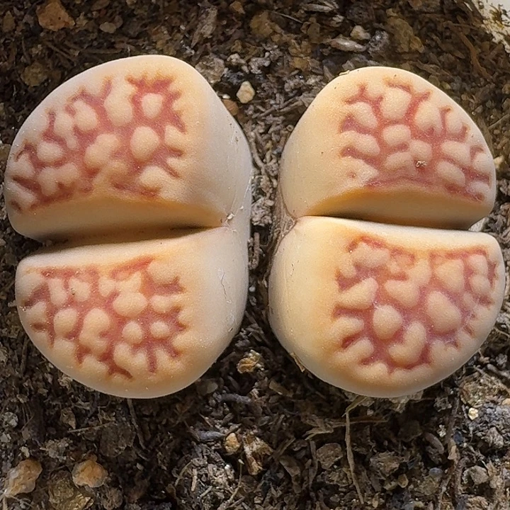 生石花1111111。    190