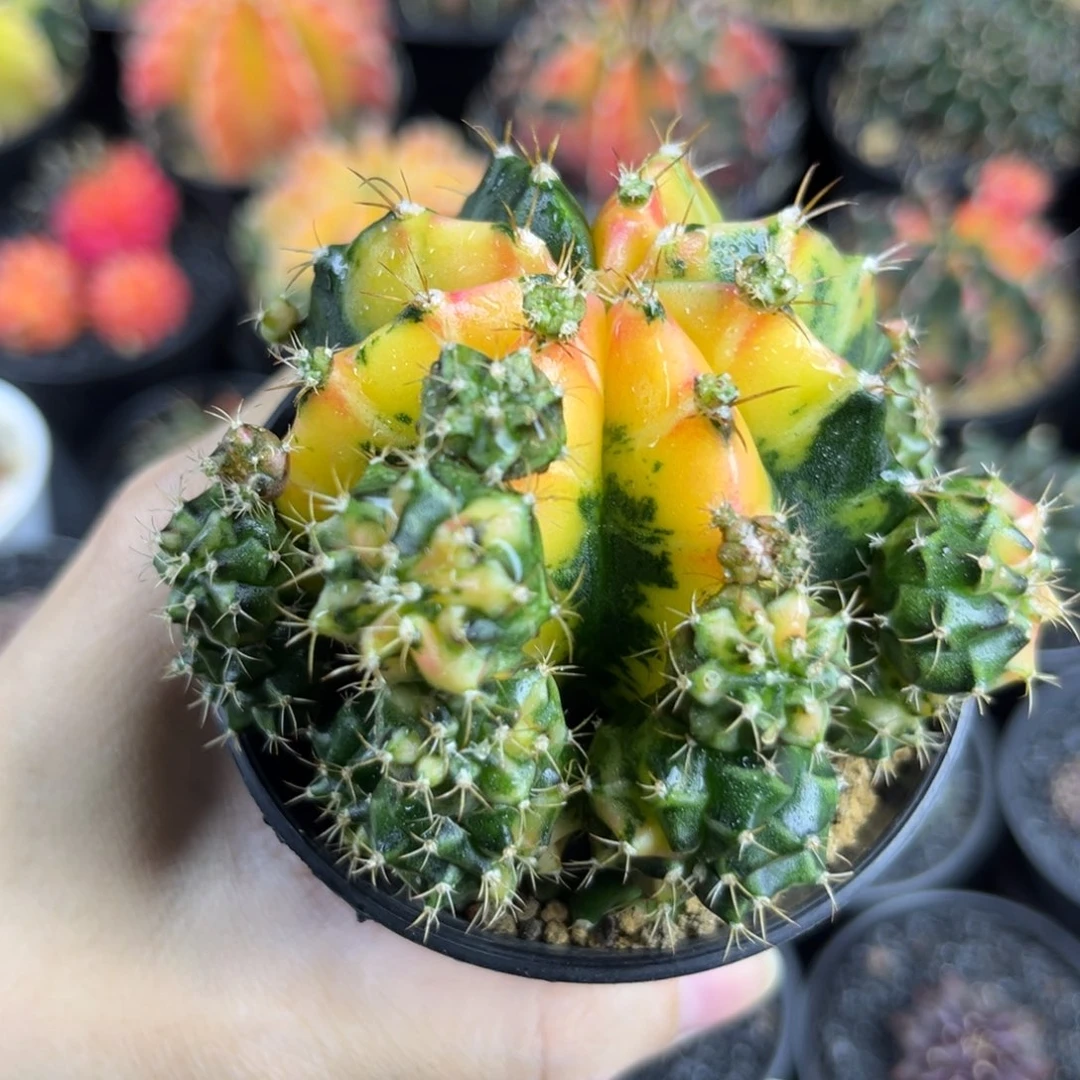 子吹米哈仙人球实生