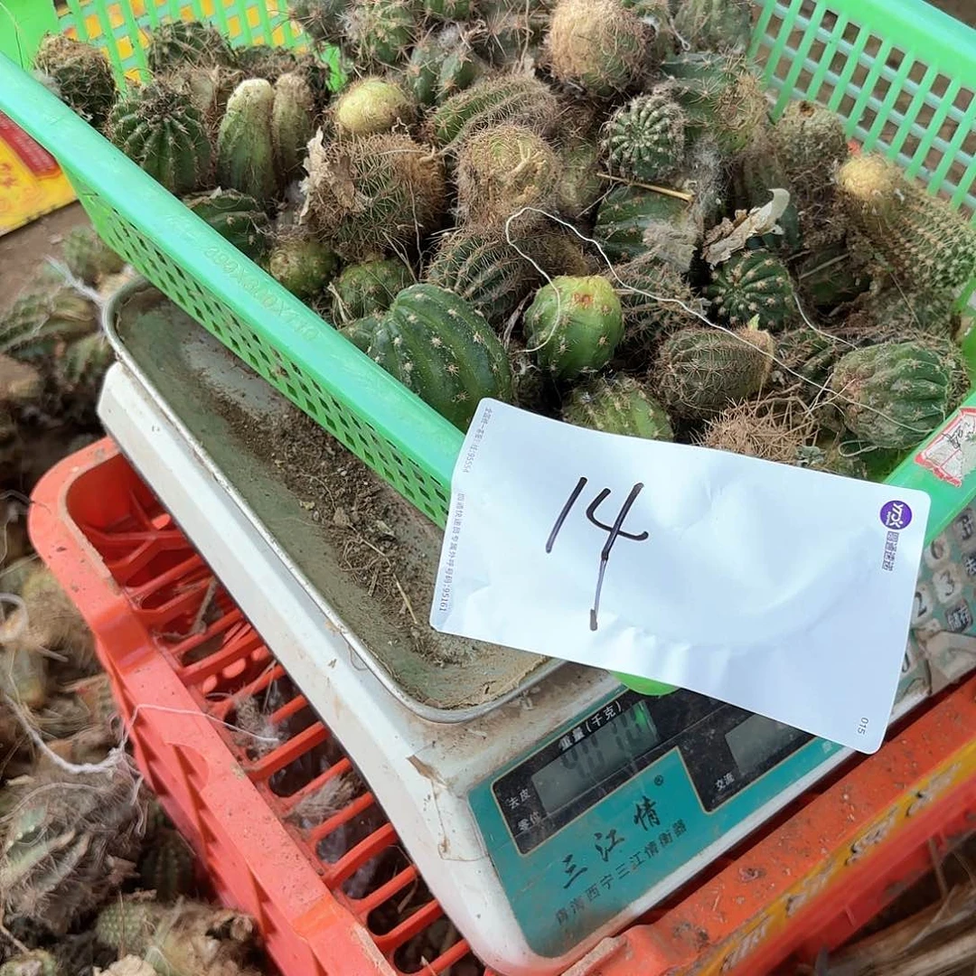 *️****14 侧牙瑕痴无售后仙人球