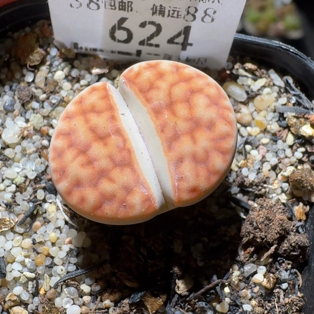 Sss新年快乐价624