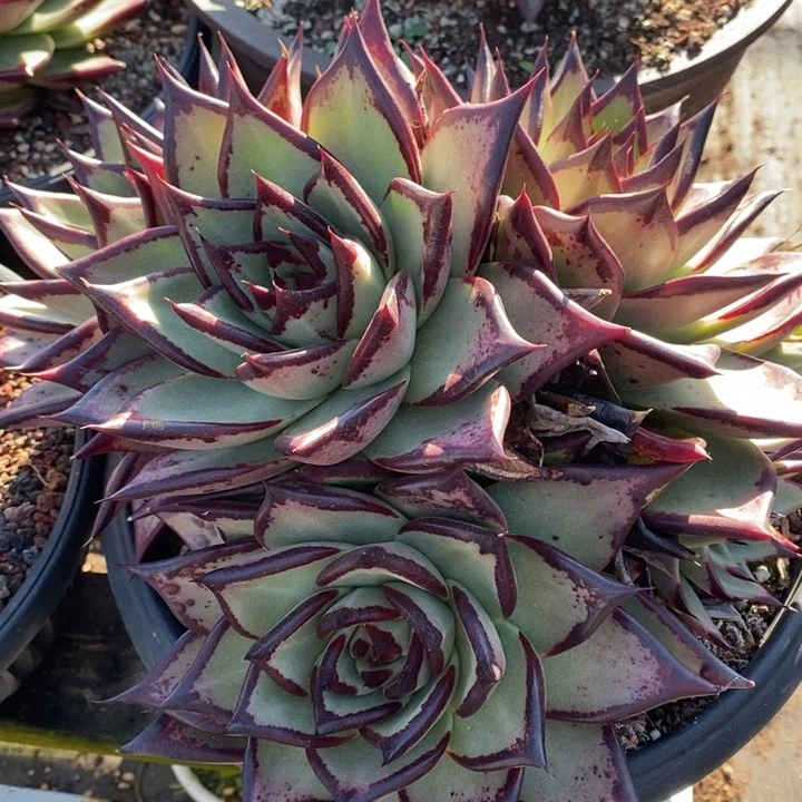 D277- 直播福利 乌木