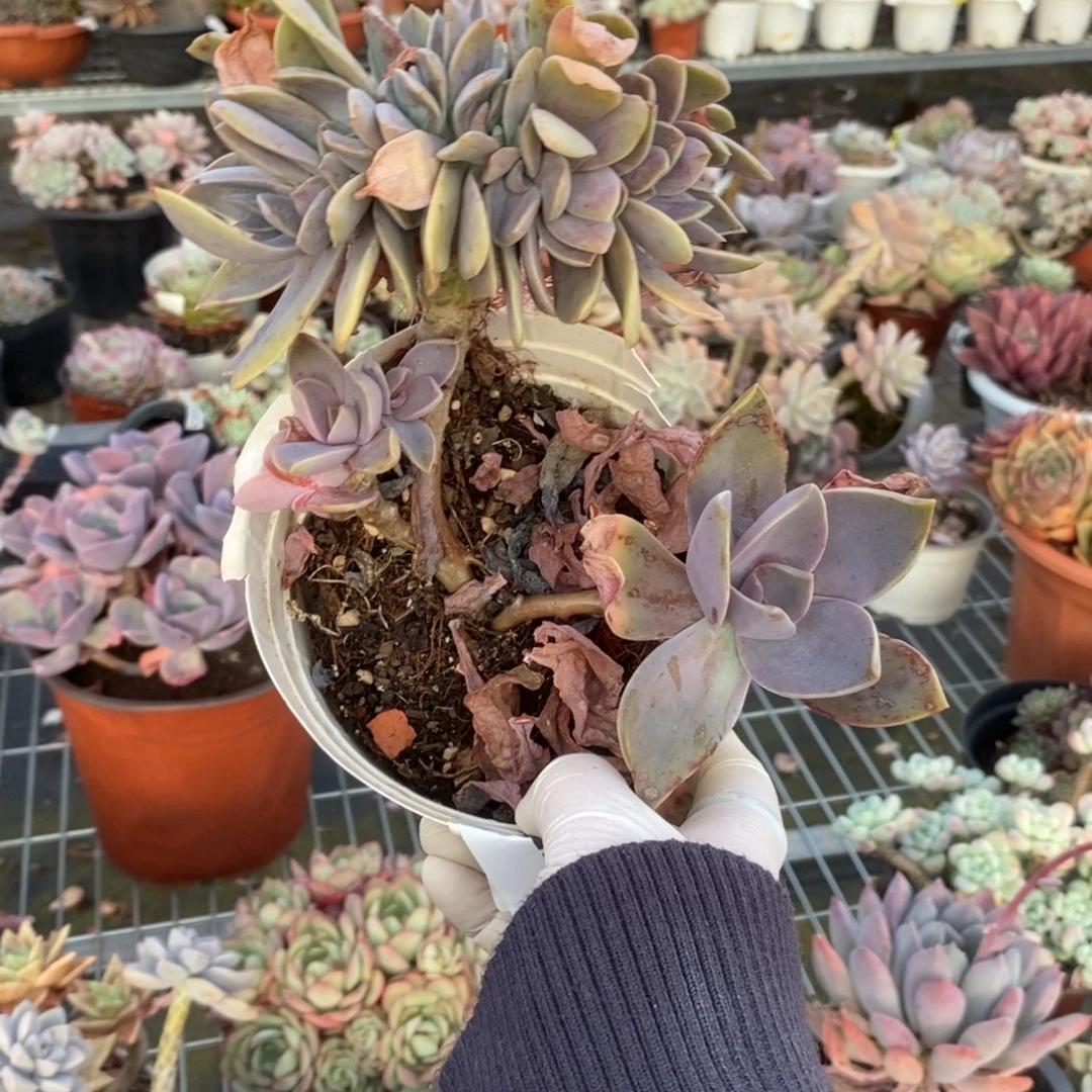 4224太妃糖缀化一物一拍