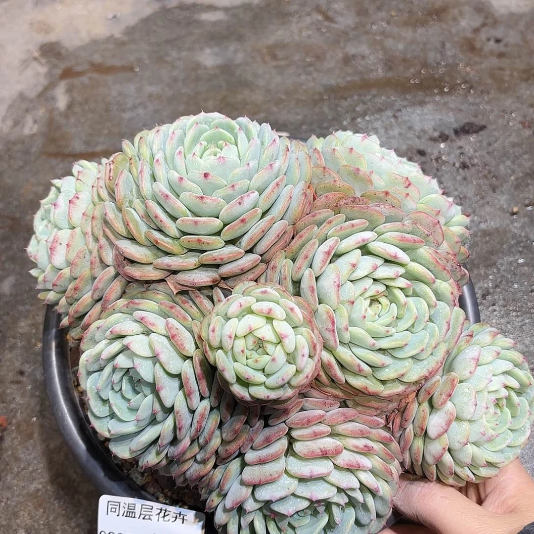 同温层多肉白胖子440