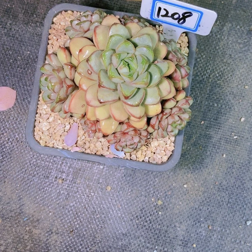 【闪购商品】k***y1208