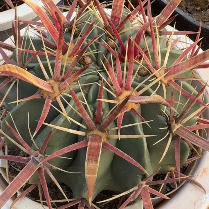 日出666666666666666