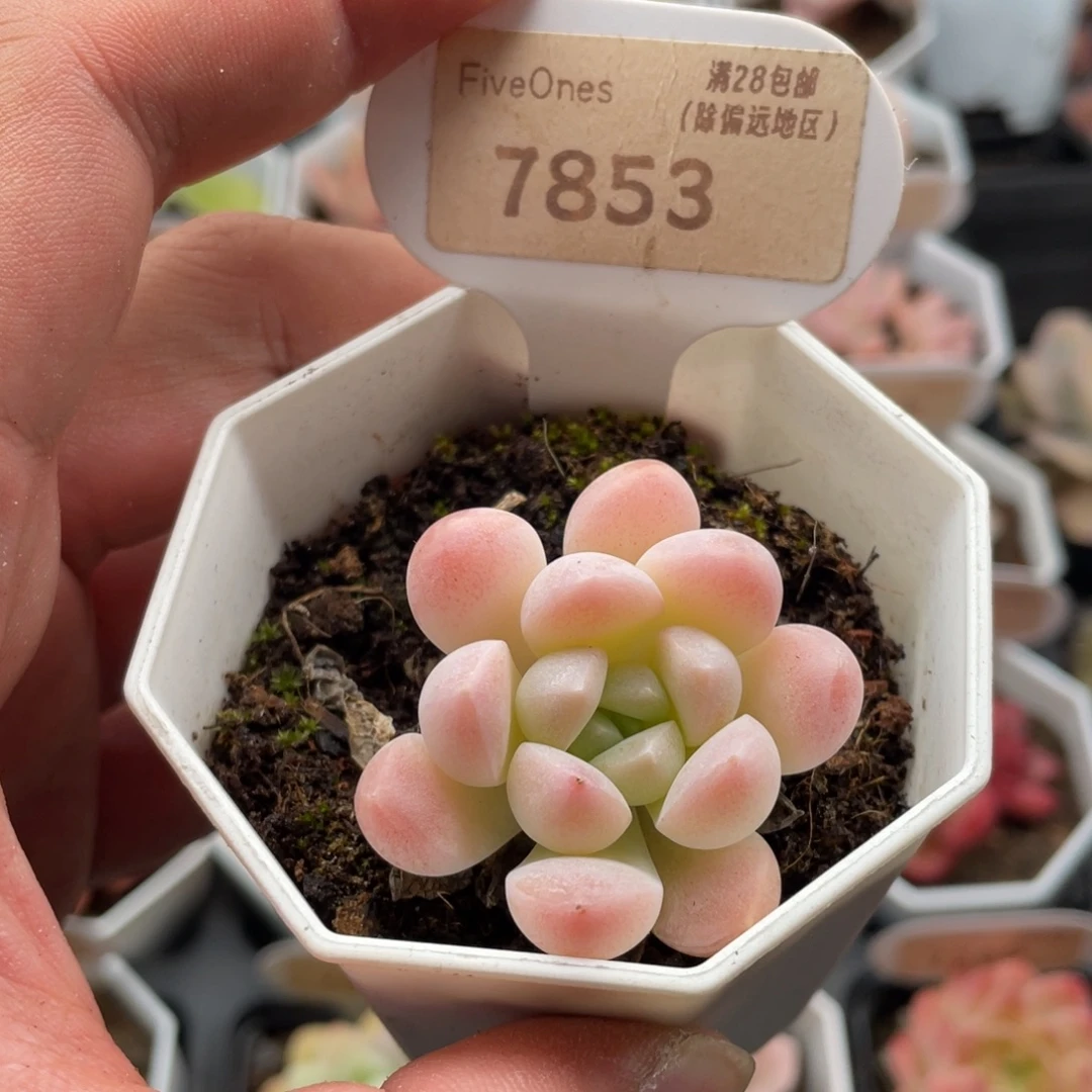 奶糖7853特4.0厘米