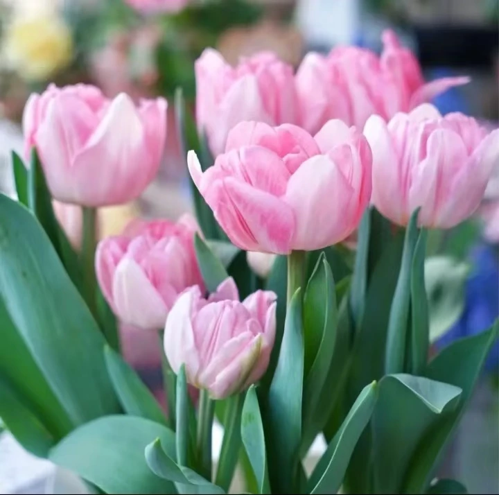 【栽好五度球-郁金香12+】荷兰进口稀有品种新手阳台地栽好养盆栽