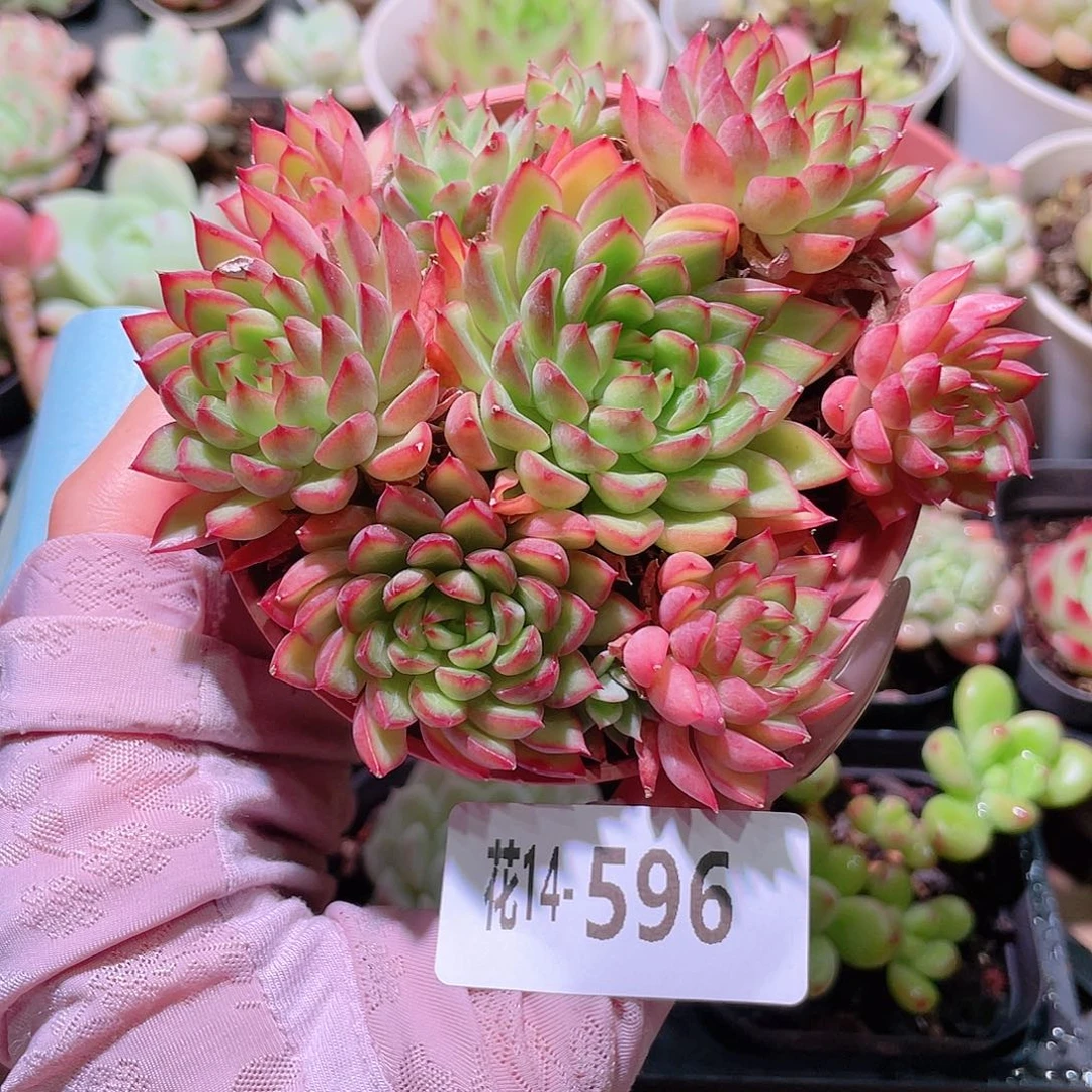 花利美14-596女雏