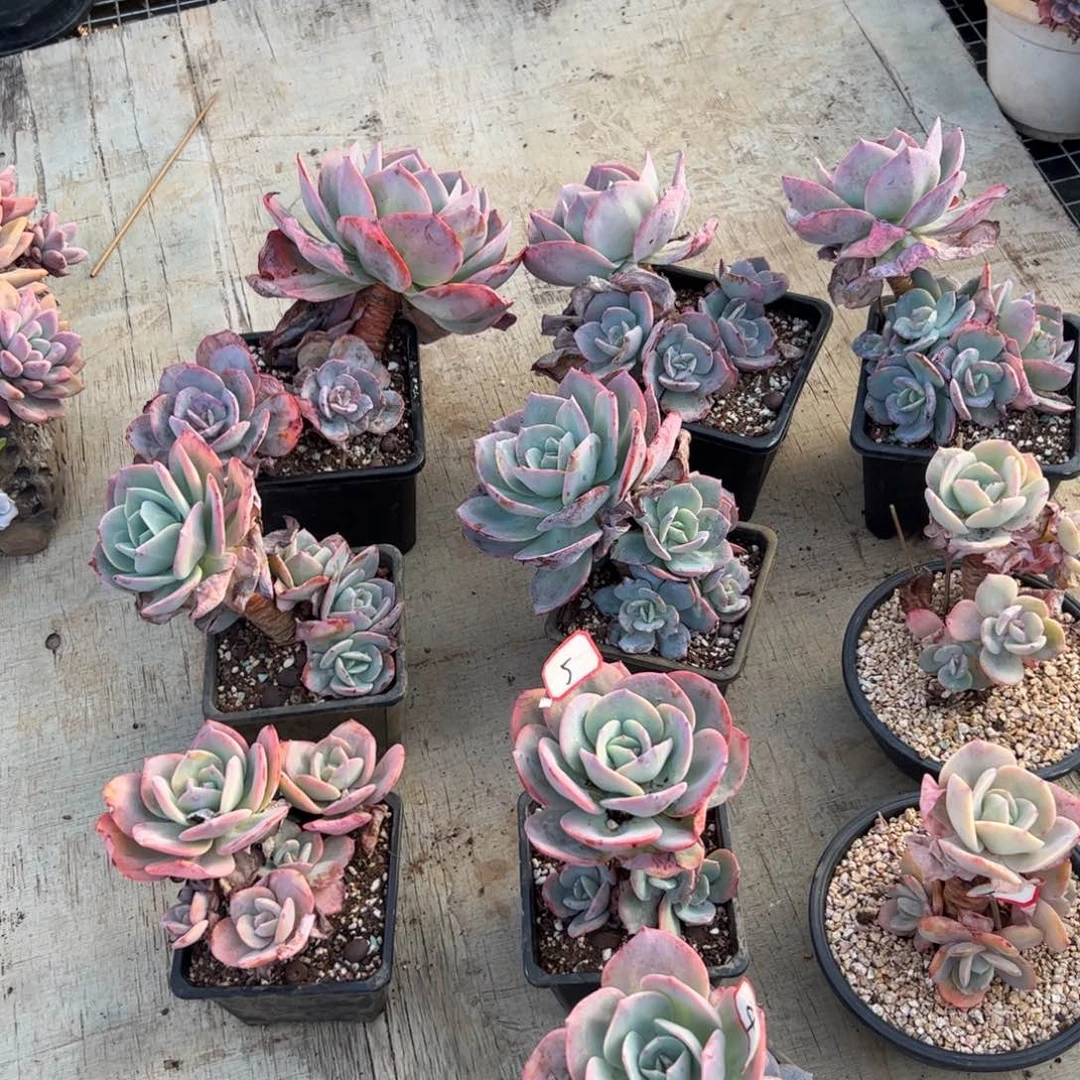 莲***花十颗白凤150 零零多肉植物