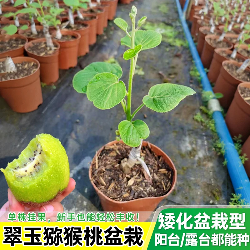 【雌雄同株】猕猴桃树果苗红心软枣弥猴桃苗南方北方奇异果猕猴果苗
