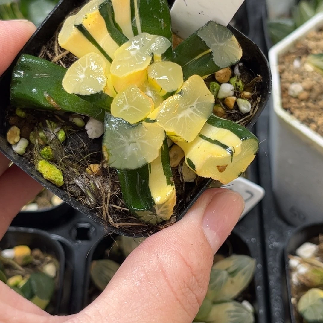 48玉龙万象锦一物一拍