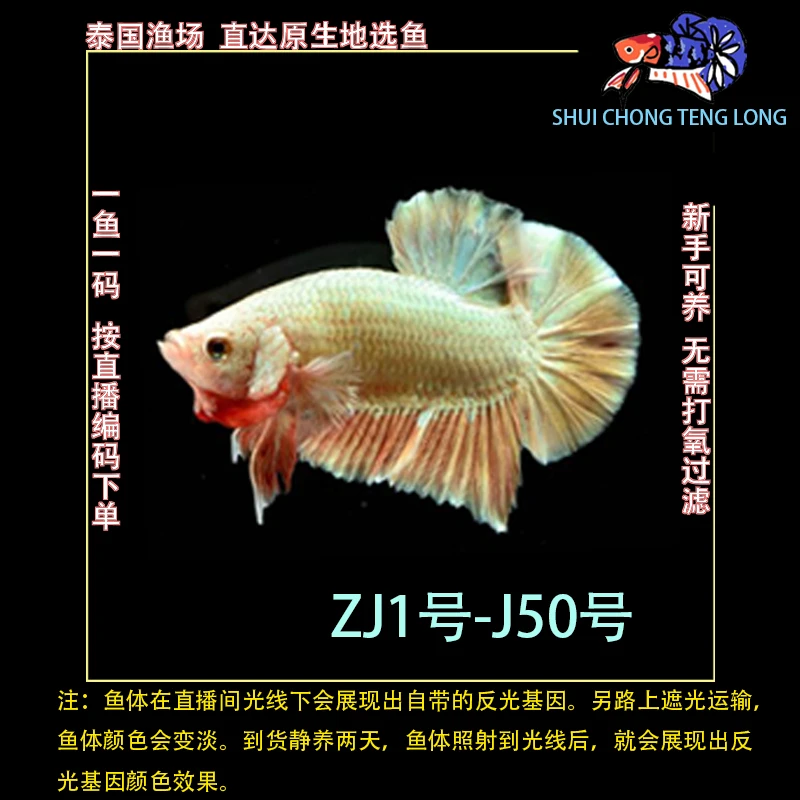 水宠腾隆ZJ1-50号泰国斗鱼半月将军狮王马尾热带观赏鱼新手可养