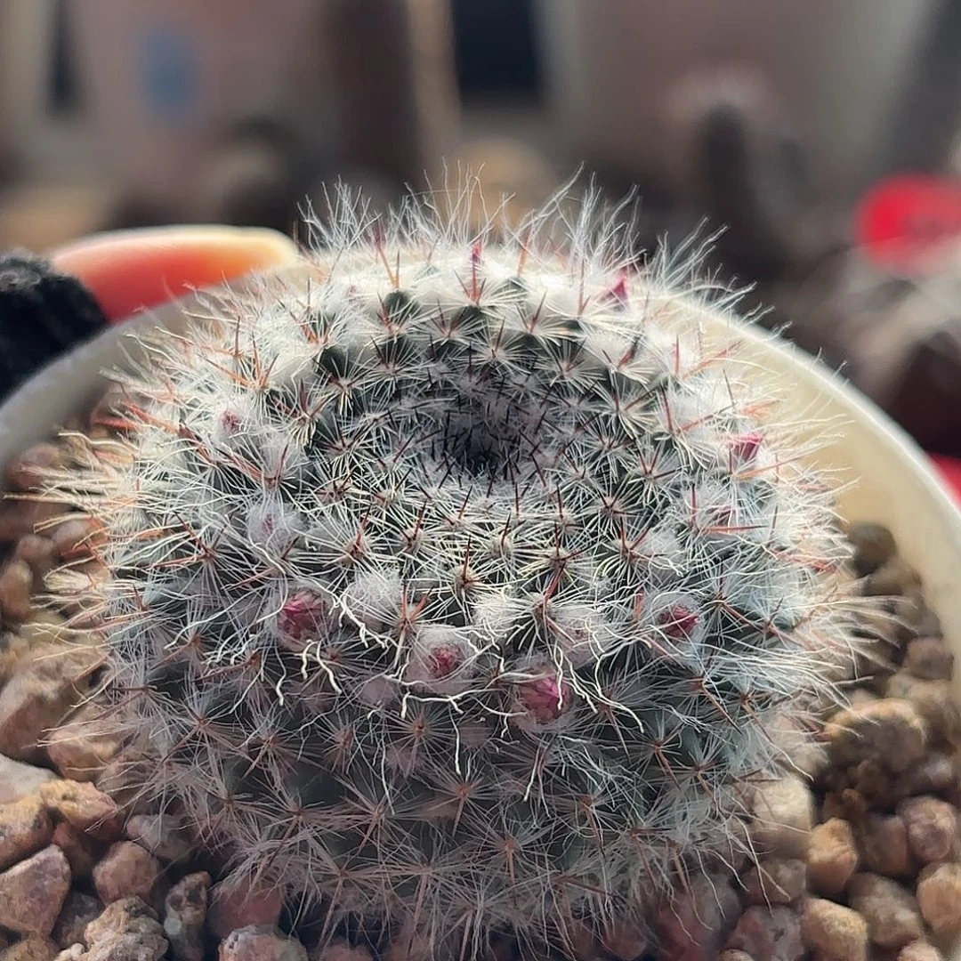 仙人球实生仙人球乳突