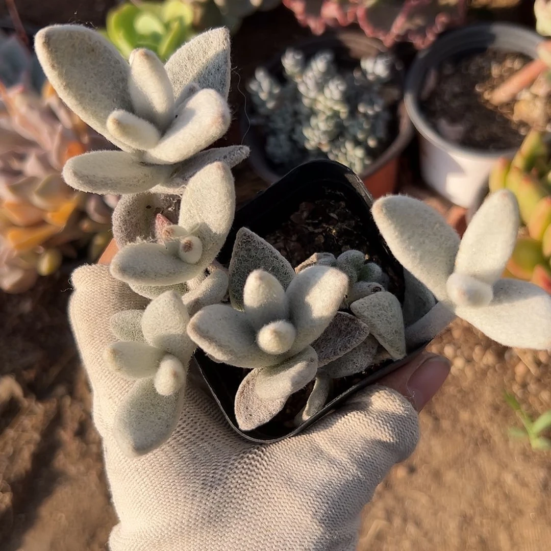 ?****?多我摸为我们摸摸