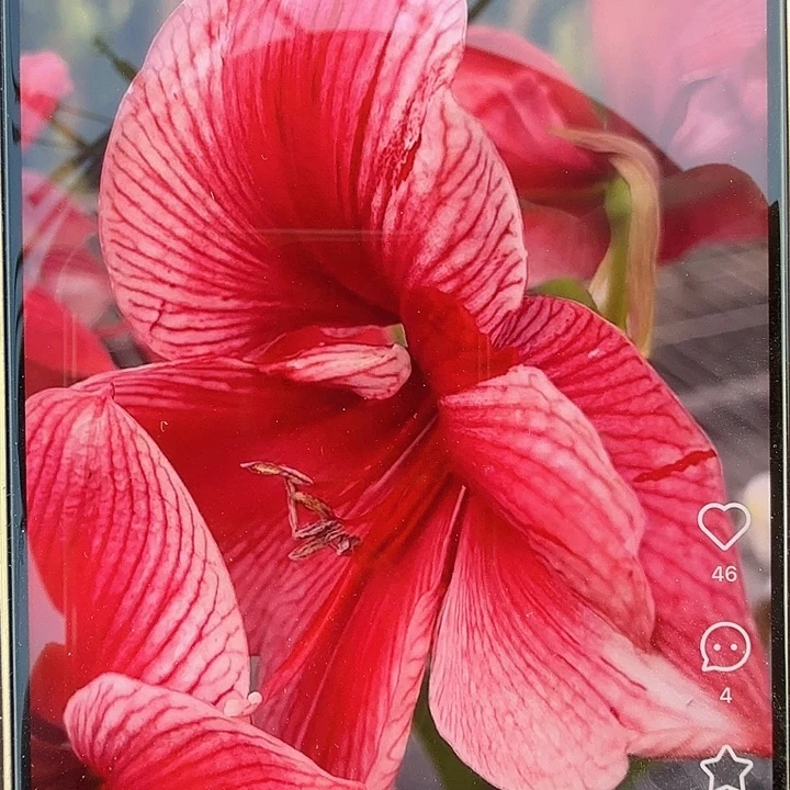 花瓶直径5+基地球