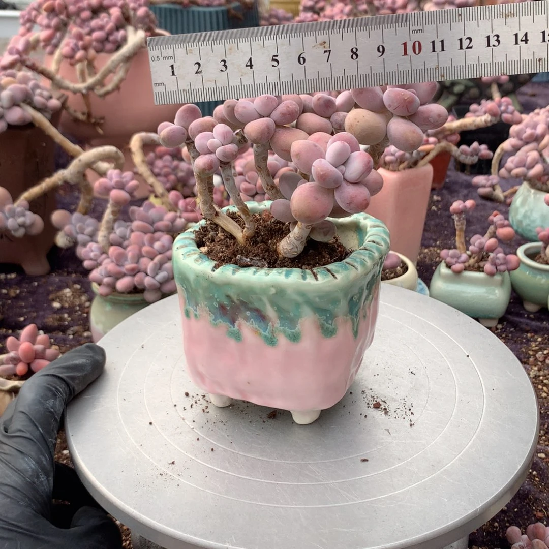 40号带盆偏远的不包邮的