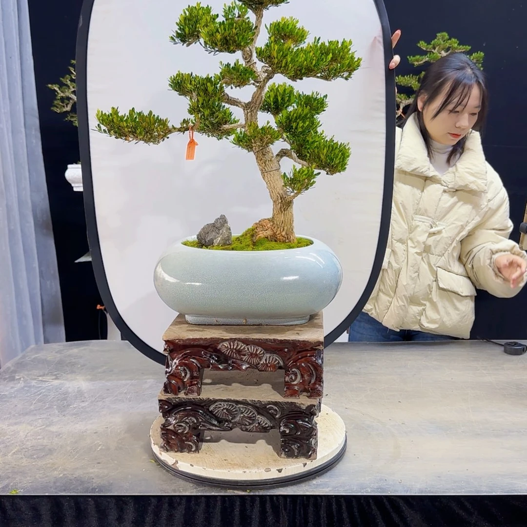 高端盆景艺术作品