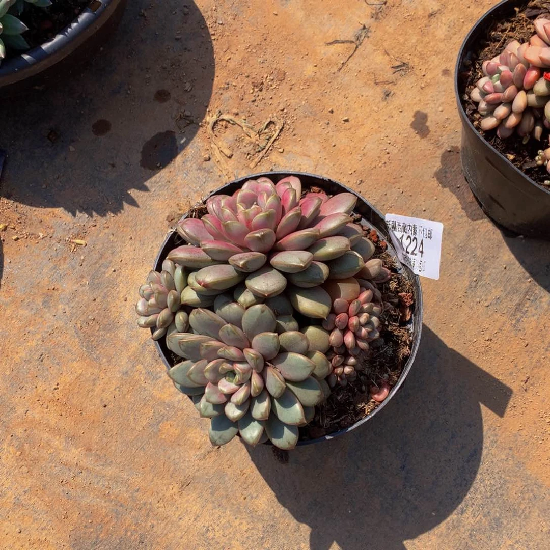 九**莉1224葡萄多肉