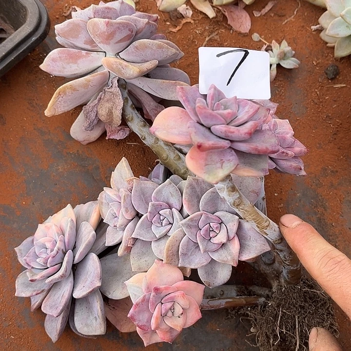 简***6紫乐景7号多肉植物精品