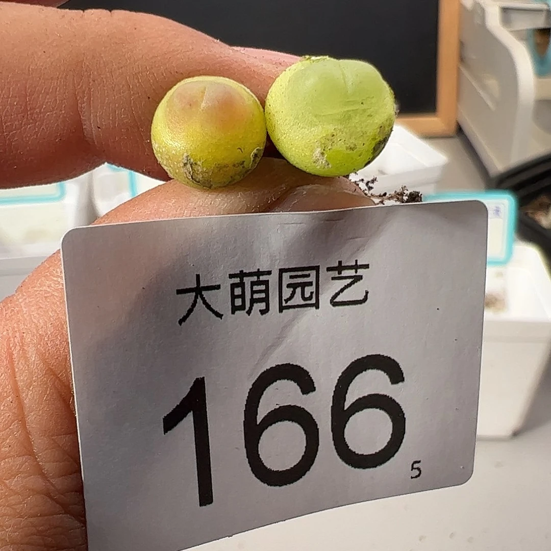 0000166 一物一拍……