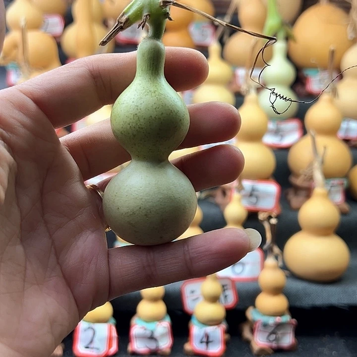弦***歌天然葫芦葫芦葫芦葫芦
