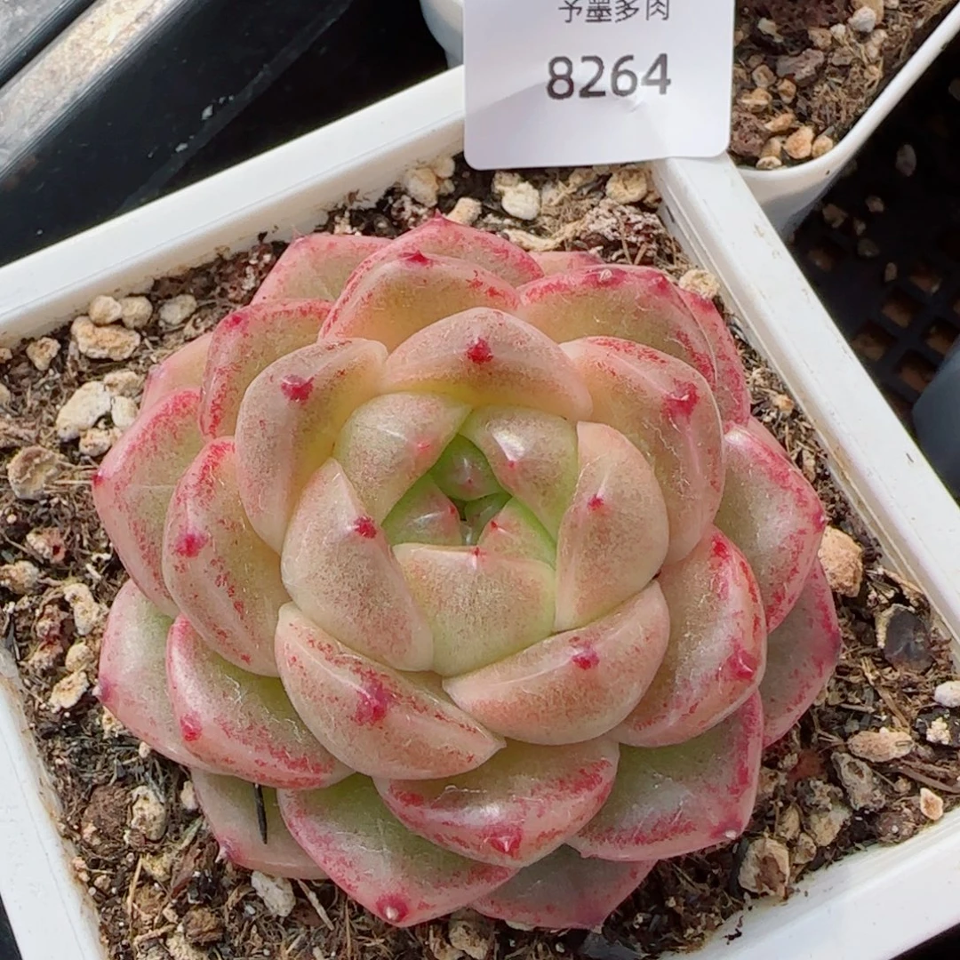 M100，8264多肉植物