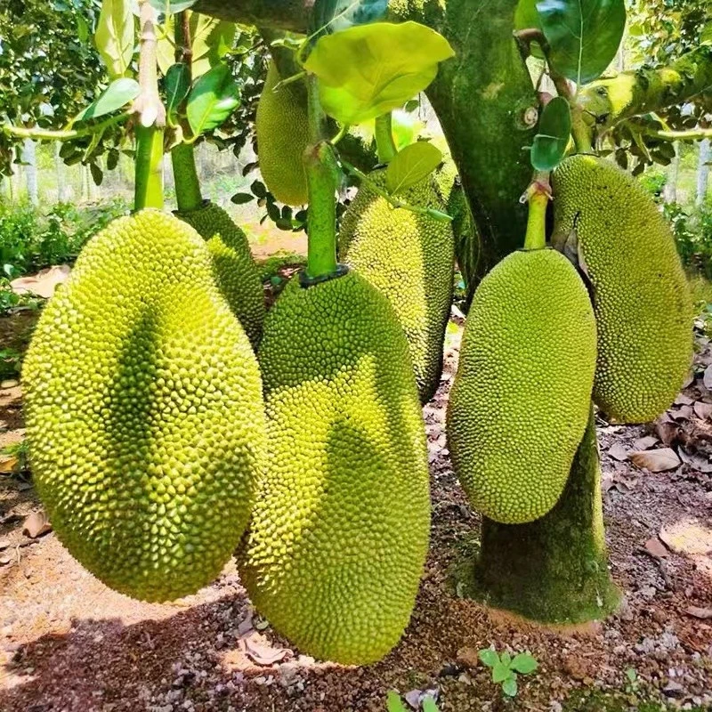 现摘海南菠萝蜜干苞脆甜新鲜水果包邮当季黄肉一整个当季整箱