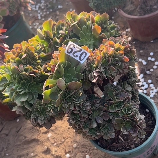 方***平多肉植物一个有伤029