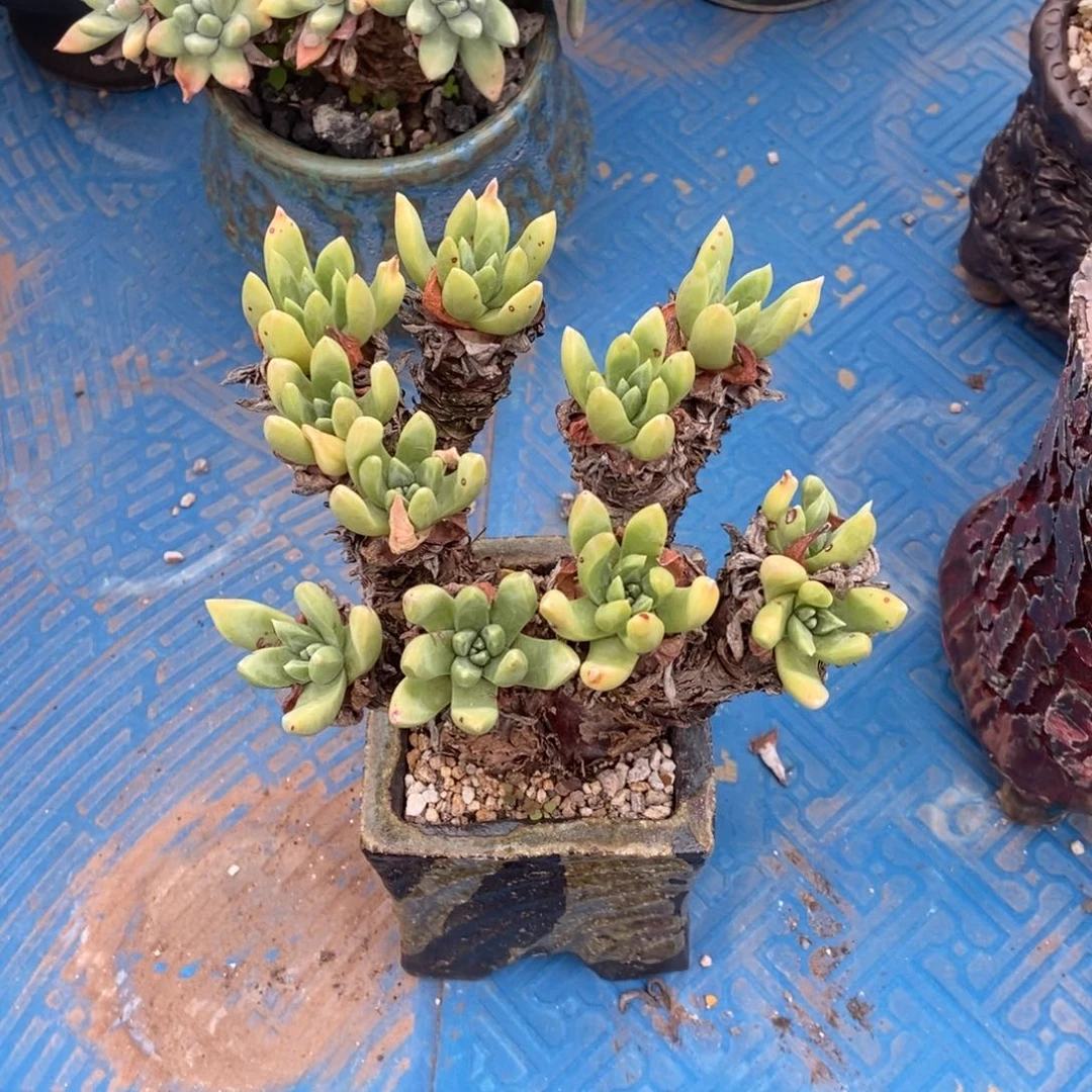 福利多肉植物啦啦啦