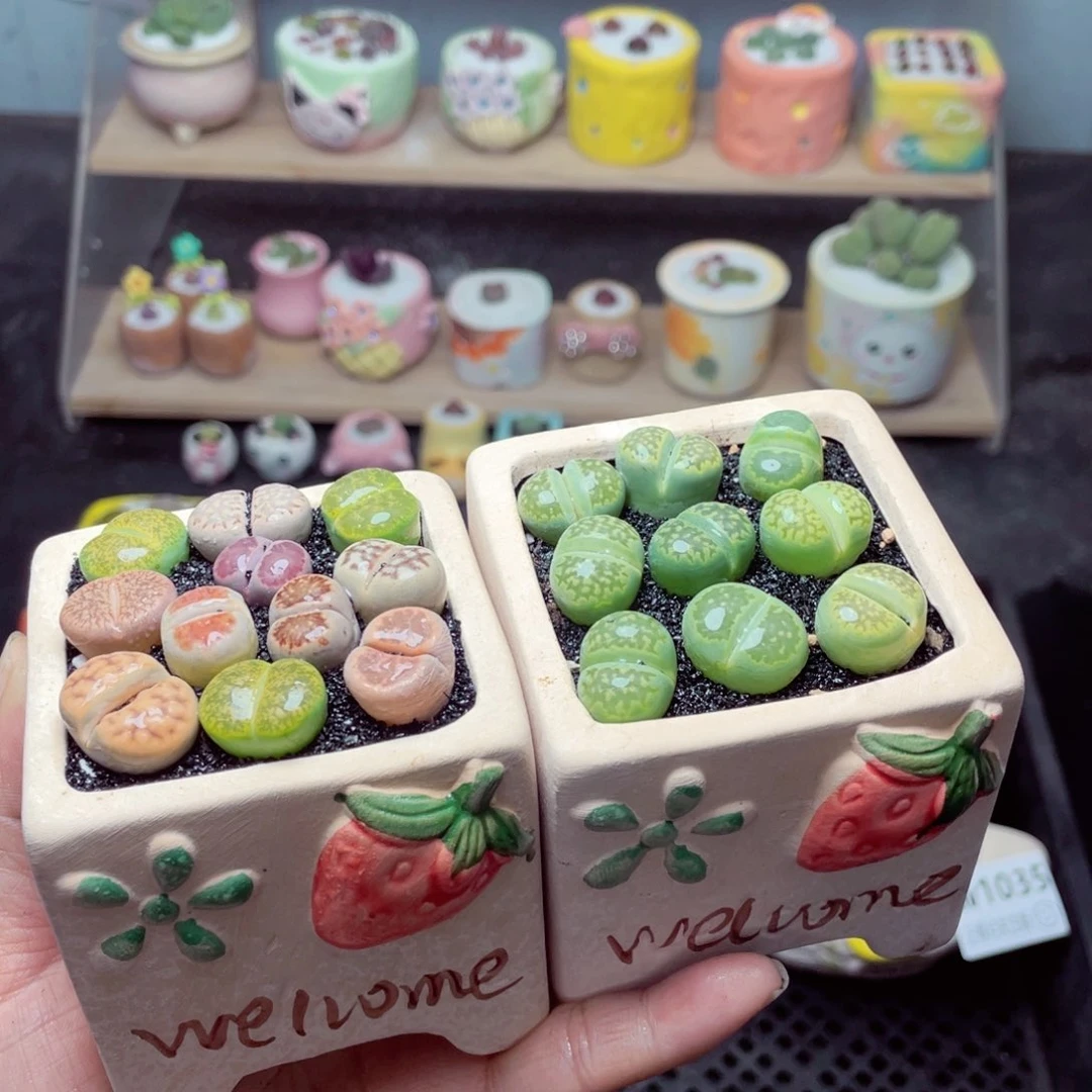 w1037 带盆土发货 -零下地区拍保温箱