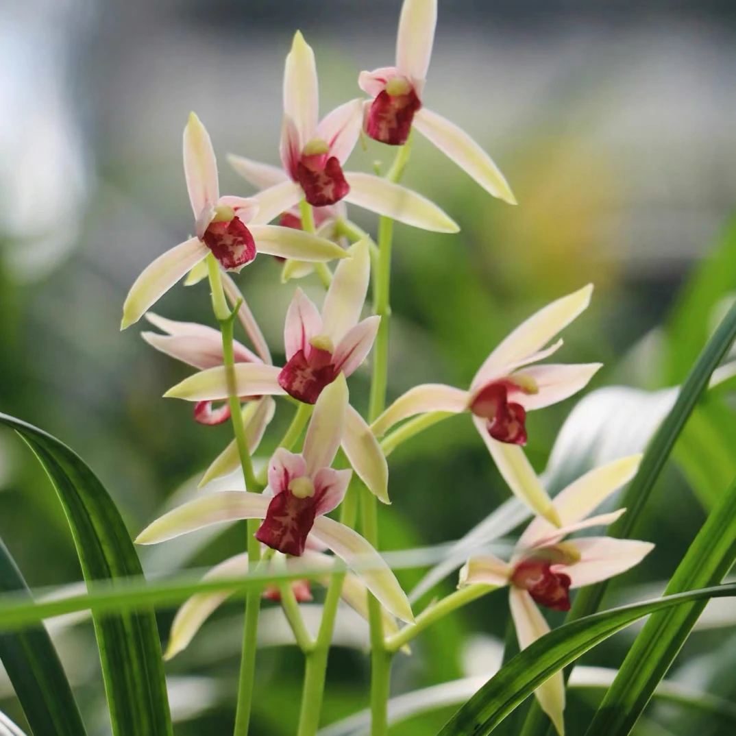 15花起【千山芙蓉】兰花新品浓香好养夏季开花