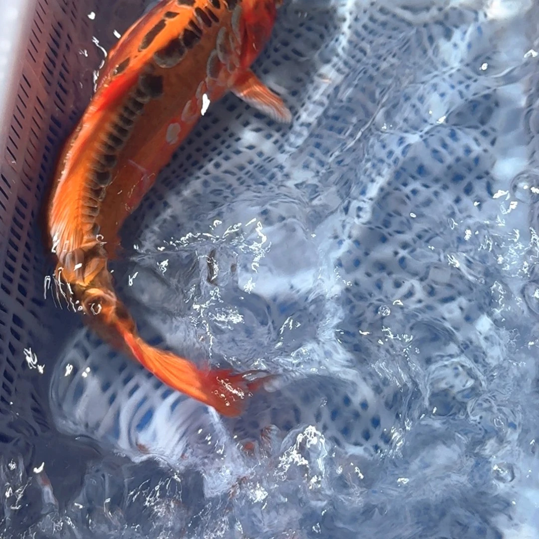 锦鲤精品锦鲤包邮包损