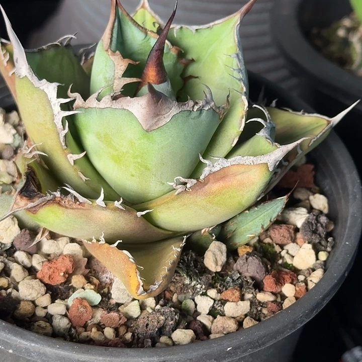 无花朵龙舌兰仁王冠黑桃