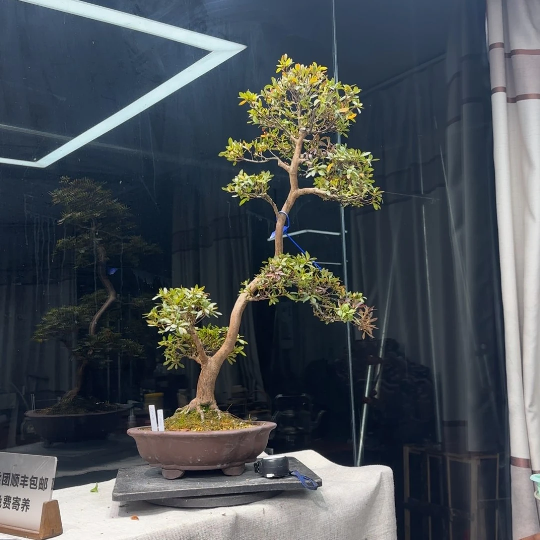 顺**为花卉苗木1686