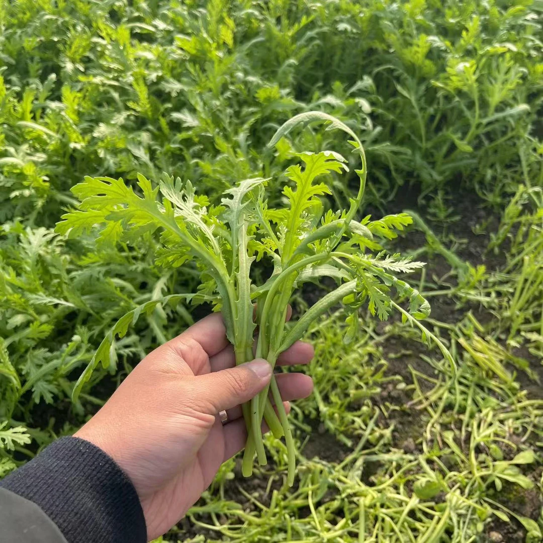 苏北新鲜茼蒿农家自种露天霜冻皇帝菜火锅顺丰现发