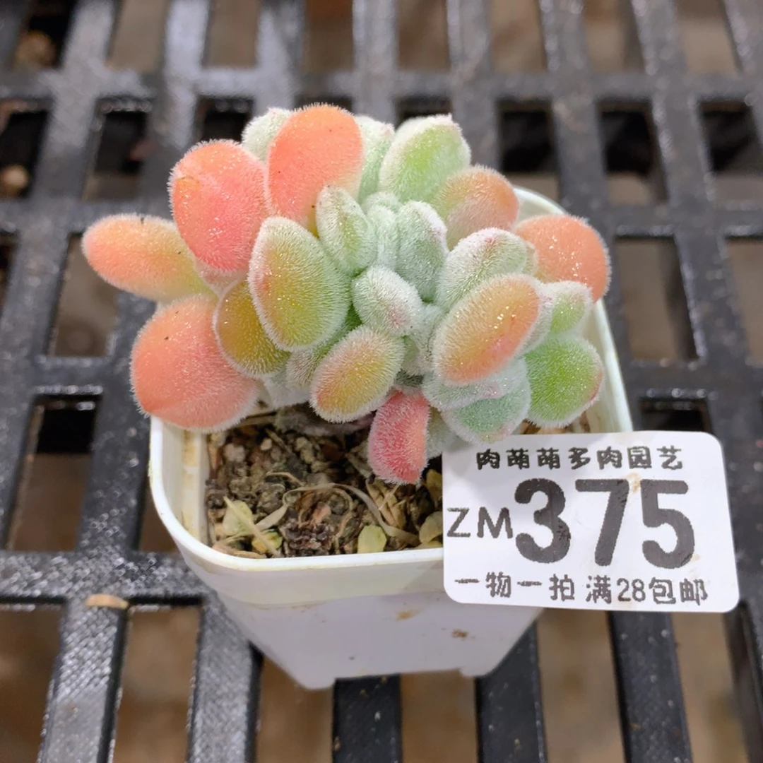 肉萌萌拇指盆精控多肉ZM375