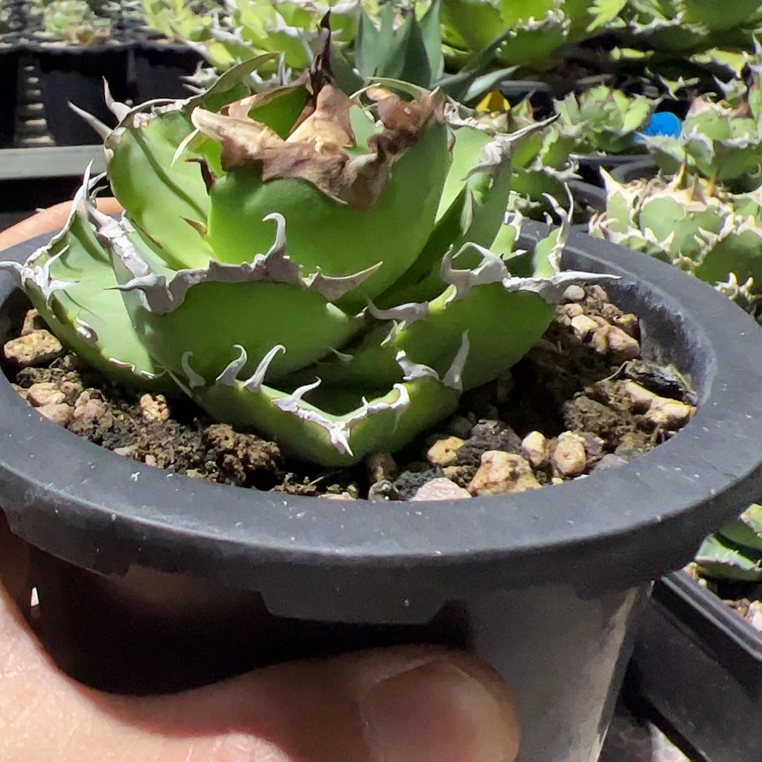 螃蟹龙舌兰特价植物