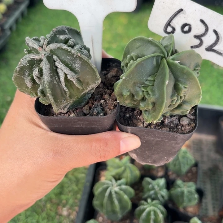 60321208二个实生核桃好养