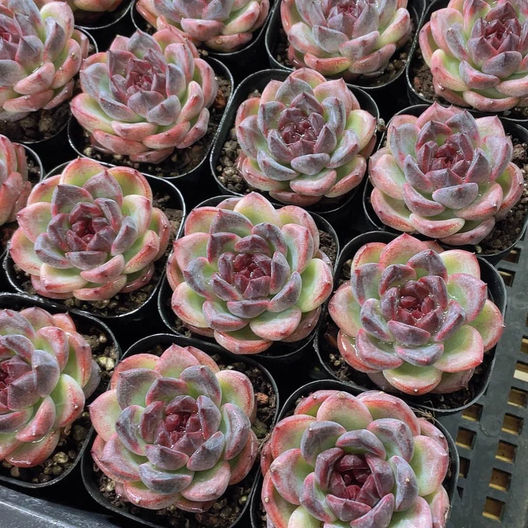 1263号 暗夜单头一个