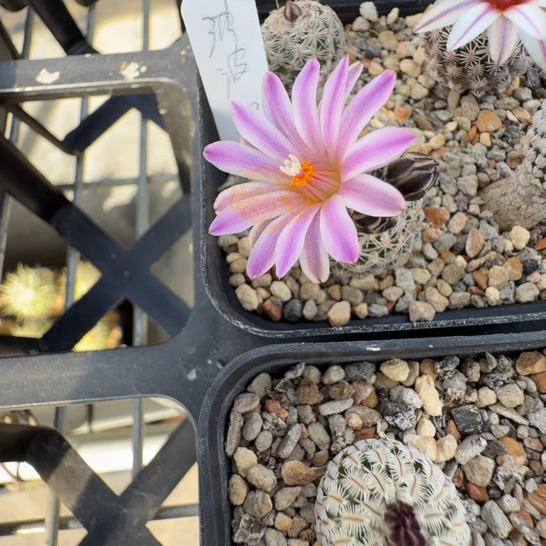 波***糖花花花花花花花一颗