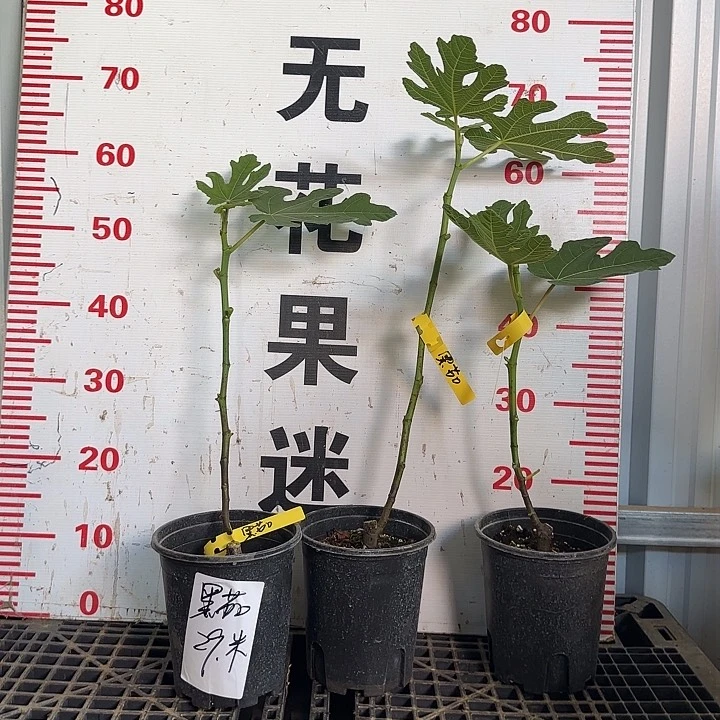 当前无花栽培后可以开花黑茄无花果树苗