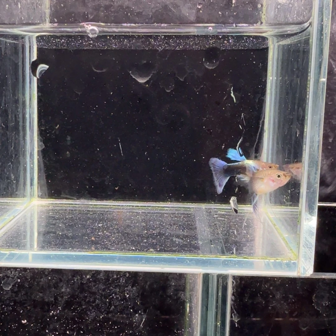 孔雀鱼蓝礼服缎带1对