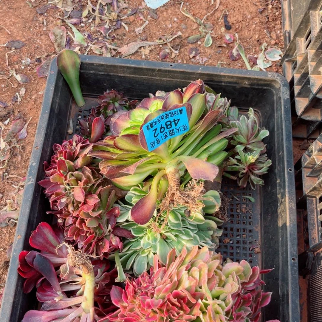 组合4892多肉植物