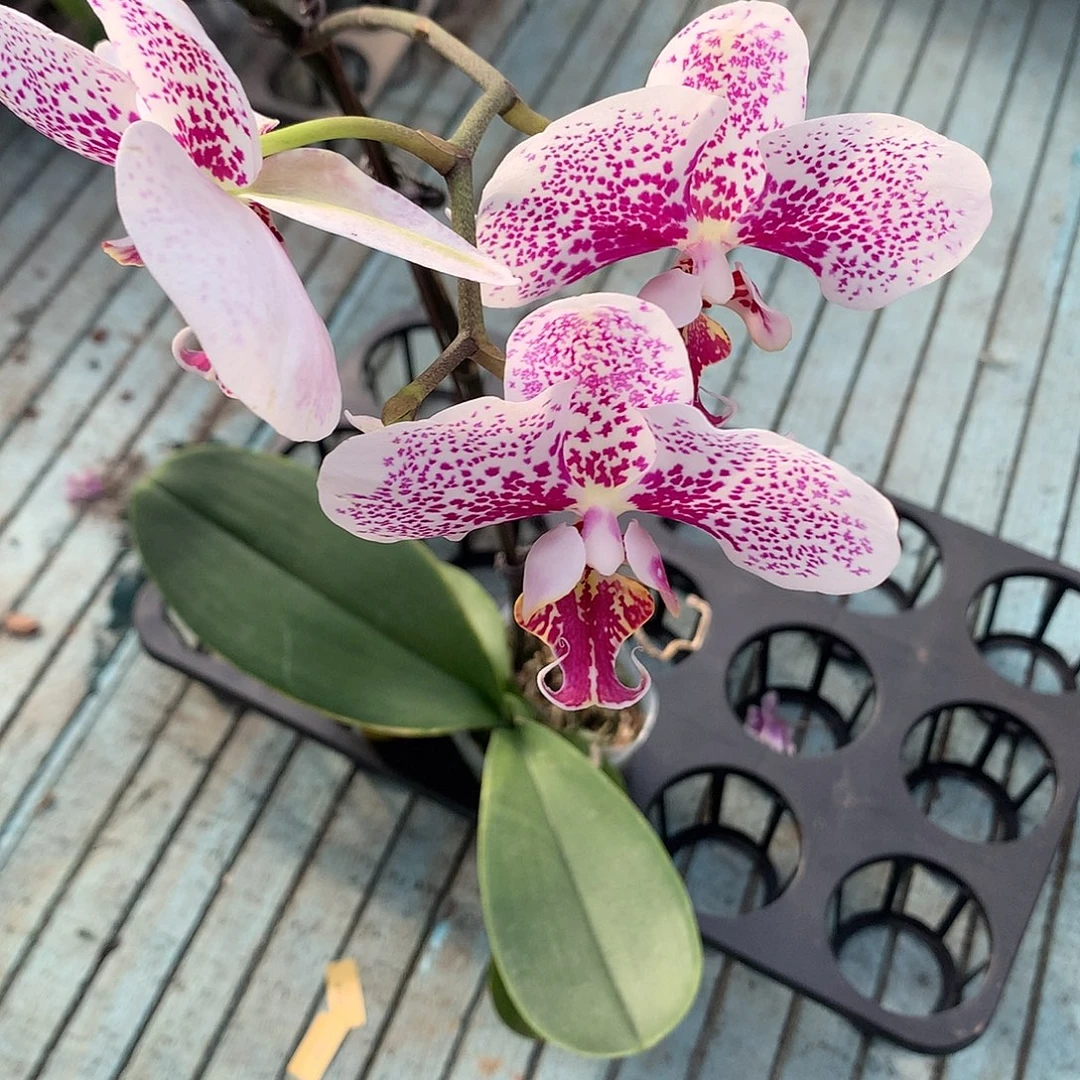 完全开放随单枫叶福利苗