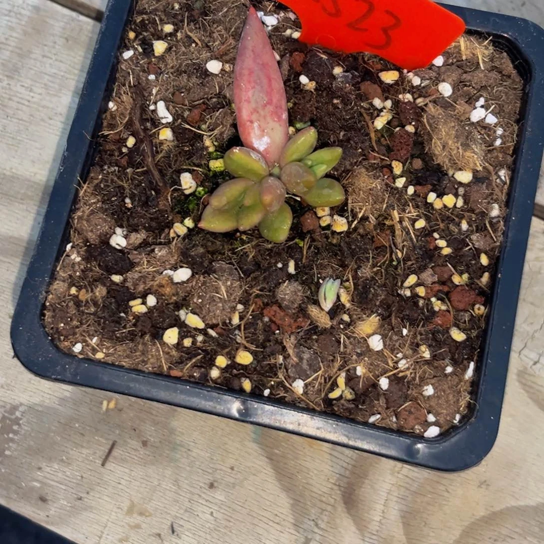 洛2523下午多肉植物群生