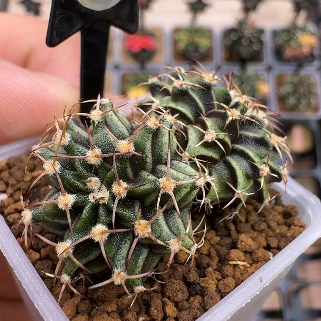 米哈实生自然锦原盆发66