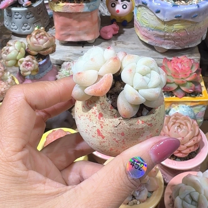 452 多肉含盆土 30元包邮 除偏远地区