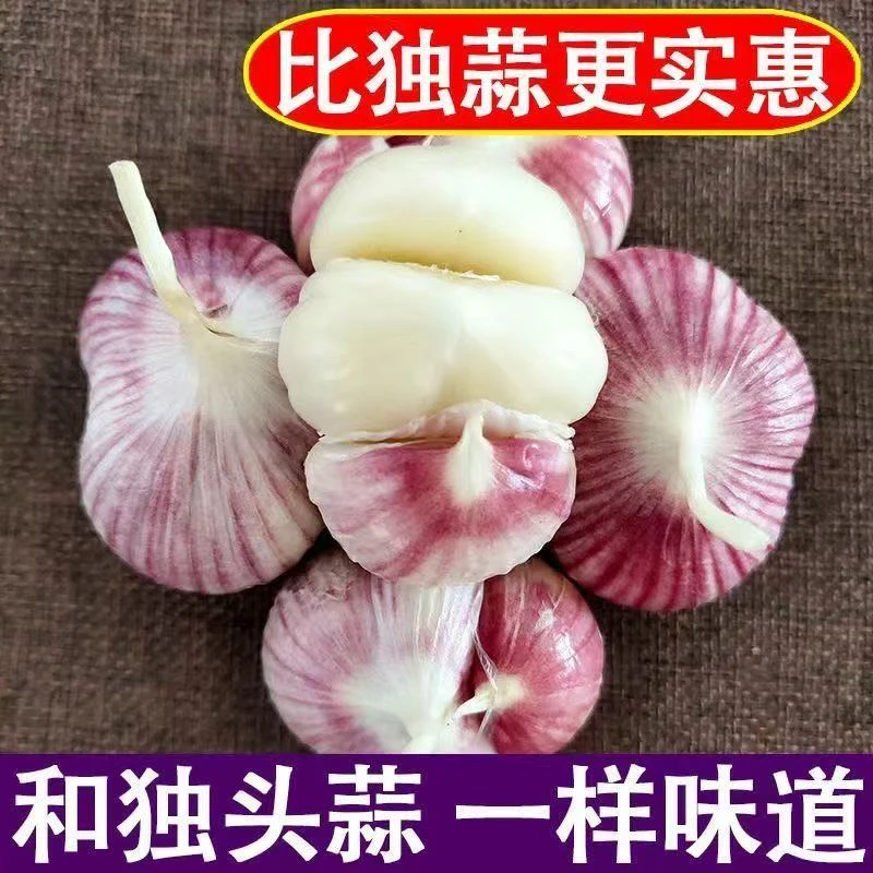云南新鲜紫皮三丫蒜现挖湿蒜老品种香蒜厨房必备调味料