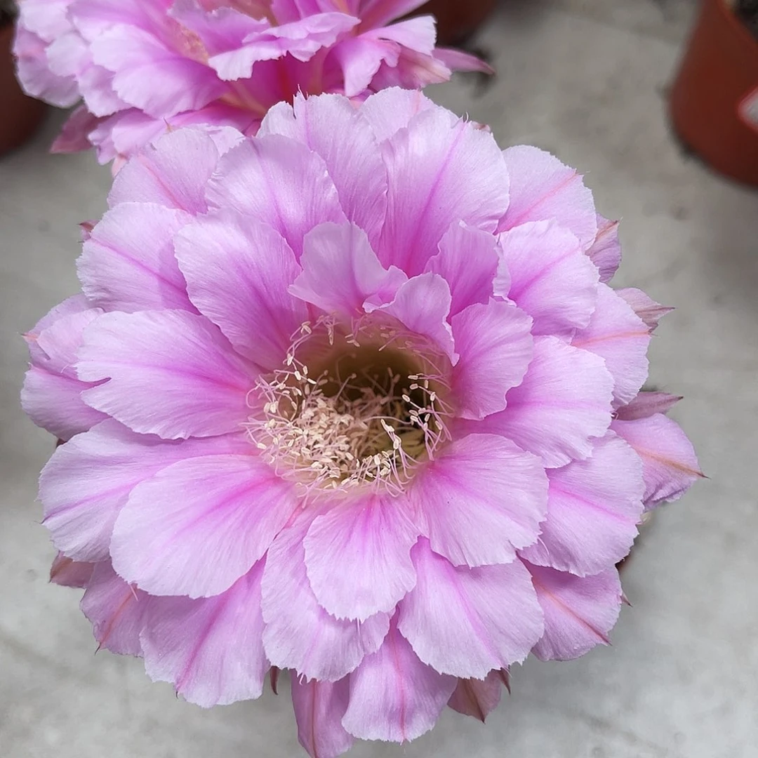 金刚粉色5-6公分左右