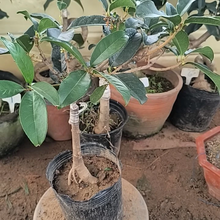 简***乐完全开放四季桂花结籽月